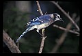 10500-00102-Birds, General.jpg