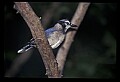 10500-00103-Birds, General.jpg