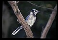 10500-00104-Birds, General.jpg