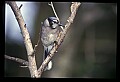10500-00105-Birds, General.jpg