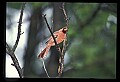 10500-00106-Birds, General.jpg