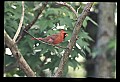 10500-00107-Birds, General.jpg
