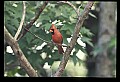 10500-00108-Birds, General.jpg