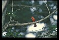 10500-00110-Birds, General.jpg