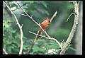 10500-00111-Birds, General.jpg