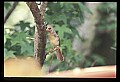 10500-00112-Birds, General.jpg