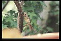 10500-00113-Birds, General.jpg