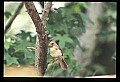 10500-00114-Birds, General.jpg
