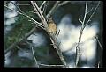 10500-00115-Birds, General.jpg