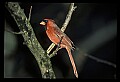 10500-00116-Birds, General.jpg