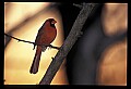 10500-00117-Birds, General.jpg