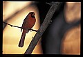 10500-00118-Birds, General.jpg