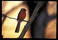 10500-00124-Birds, General-male Cardinal.jpg
