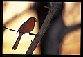 10500-00125-Birds, General-male Cardinal.jpg