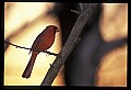 10500-00126-Birds, General-male Cardinal.jpg