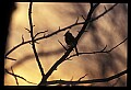 10500-00129-Birds, General-male Cardinal.jpg