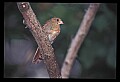 10500-00130-Birds, Generall-female Cardinal.jpg