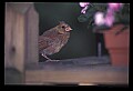 10500-00135-Birds, Generall-female Cardinal.jpg