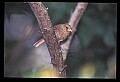 10500-00136-Birds, Generall-female Cardinal.jpg