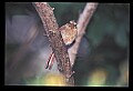10500-00138-Birds, Generall-female Cardinal.jpg