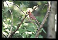 10500-00139-Birds, General.jpg