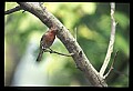 10500-00140-Birds, General.jpg
