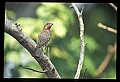10500-00141-Birds, General.jpg