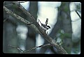 10500-00142-Birds, General.jpg