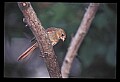 10500-00143-Birds, General-female Cardinal.jpg