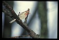 10500-00144-Birds, General.jpg