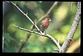 10500-00145-Birds, General.jpg