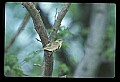 10500-00146-Birds, General.jpg