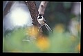 10500-00147-Birds, General.jpg