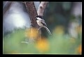 10500-00148-Birds, General.jpg