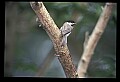 10500-00149-Birds, General.jpg