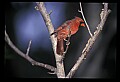 10500-00151-Birds, General-male Cardinal.jpg