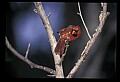 10500-00152-Birds, General-male Cardinal.jpg