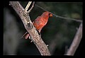 10500-00153-Birds, General-male Cardinal.jpg