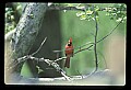 10500-00157-Birds, General-male Cardinal.jpg