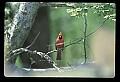 10500-00163-Birds, General-male Cardinal.jpg