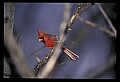 10500-00170-Birds, General-male Cardinal.jpg