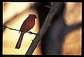 10500-00172-Birds, General-male Cardinal.jpg