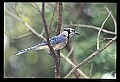 10500-00173-Birds, General-Bluejay.jpg