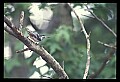 10500-00177-Birds, General-Bluejay.jpg