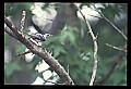 10500-00178-Birds, General.jpg