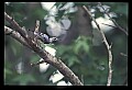 10500-00179-Birds, General.jpg