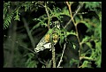 10500-00181-Birds, General.jpg