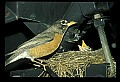 10500-00182-Birds, General.jpg