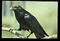 10500-00185-Birds, General.jpg