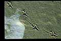 10500-00186-Birds, General-Herring Gull.jpg